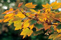 Acer spicatum - Autumn leaves