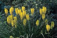 Kniphofia 'August yellow'