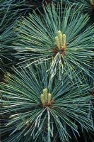 Pinus strobus 'Nana'
