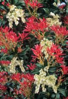 Pieris japonica forestii 'Forest Flame' showing new leaf growth and flowers
