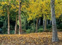 Betula papyrefera in Autumn woodland garden - Valley Garden, Windsor