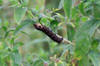 Deilephila elpenor - Elephant hawk moth caterpillar feeding on willowherb
