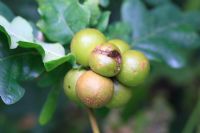 Andricus kollari - Oak marble gall group on oak branch