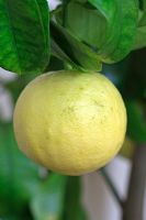 Citrus paradisii 'Star Ruby' - Grapefruit 