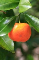 Citrus x mitis - Ripening calamondin fruit
