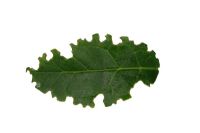 Orth spp. - Vine weevil damage to privet leaf