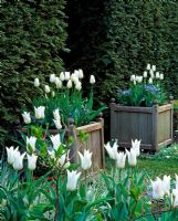 Tulipa - Wooden planters of Tulips either side of an entrance 