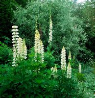 Lupinus 'Noble Maiden' backed by trees and shrubs