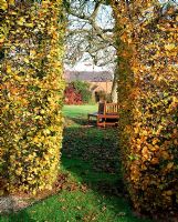 Cut archway in Fagus hedge leading to mature tree with wooden seat around it's trunk - Autumn Garden at Dam Farm House, Derbyshire, NGS