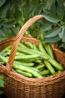 Freshly picked broad beans in a wicker basket