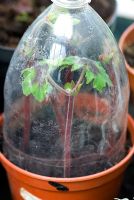 Pelargonium transvaalense cuttings under a recycled plastic bottle