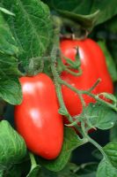 Lycopersicum 'San Marzano Lungo F1 Hybrid' - Ripening organic plum tomatoes