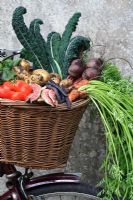 Bicycle basket full of freshly picked organic vegetables including carrots, beetroot, black kale, tomatoes, French beans borlotti beans and potatoes