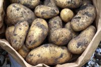 Solanum tuberosum 'Charlotte' - Sack of organic potatoes