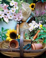 Still life of wooden trug, metal watering can, hand tools, stone Jar, empty terracotta pots and sunflowers