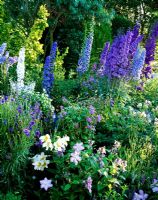 Mixed bed of Delphiniums and Campanulas