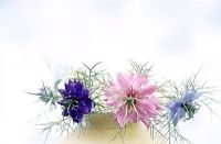 Nigella damascena - Love in the Mist, three single flowers in vase