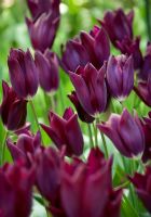 Tulipa 'Havran' - Triumphator tulips