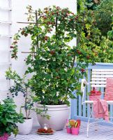 Balcony garden with Rubus, Vaccinium and Fragaria in white pots 