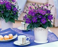 Senecio cruentus Senetti 'Blue' in white ceramic pots on table