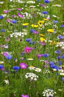 Annual wildflower meadow at RHS Harlow Carr