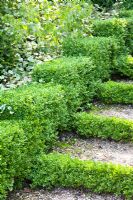 Steps with Buxus