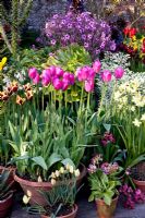 Spring containers with Aeonium, Geranium madarense, Tulipa 'Attila', Tulipa 'Gavota' and Narcissus 'Pipit'