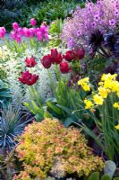 Spring containers with Euphorbia characias 'Silver Swan', Tulipa 'Attila', and Narcissus 'Pipit'