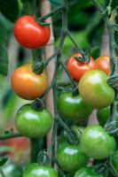 Organic tomatoes 'Gardener's Delight' ripening on vine