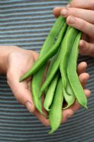 Man holding bunch of freshly picked organic runner beans - Phaseolus coccineus 'Best of All'