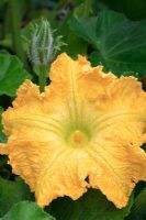 Cucurbita - Butternut squash flower