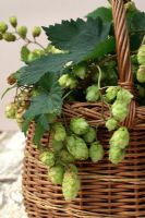 Humulus lupulus - Picked hops in basket