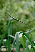 Bolting Leek - Allium porrum 'Startrack'