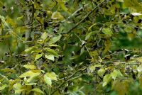Melampsora sp. - Poplar rust on Populus balsamifera - Balsam Poplar 