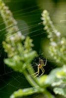 Spider's web amongst pineapple mint