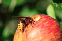 Vespa crabro - hornet eating apple 