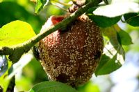Sclerotina fructigena - Brown rot on apple