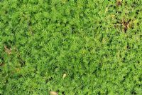 Chamaemelum - Chamomile lawn