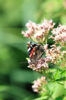 Vanessa atalanta - Red admiral butterfly taking nectar from Eupatorium purpureum - Hemp Agrimony
