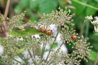 Harmonia axyrisis - Harlequin ladybird feeding on cow parsley flower