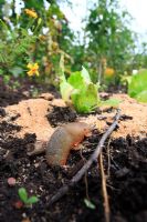 Arion ater - Black slug eating bran
