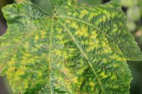 Puccinia malvacearum - Hollyhock rust on  upper surface of leaf