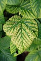 Magnesium deficiency in raspberry shows as interveinal yellowing