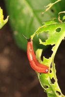 Arion ater - Black slug on cabbage leaf