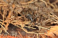 Otiorhynchus sulcatus - Vine weevil laying its eggs amongst plant roots