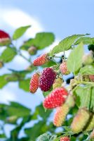 Rubus - Tayberries 