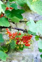 Ribes - Red currants trained on old wall