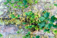 Ribes - White currants trained against old wall