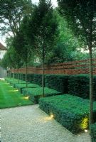 Contemporary garden with avenue of trees - Hampstead, London