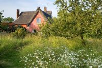 Weeping Willow in wildflower garden - Smallwood Farmhouse, Suffolk